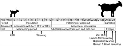 Enhancing rumen microbial diversity and its impact on energy and protein metabolism in forage-fed goats